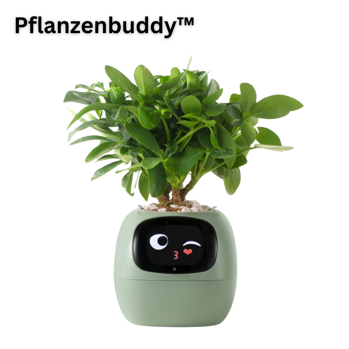 PflanzenBuddy - smarter AI-Pflanzenfreund